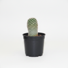 Cactus Indoor Plants