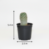 Cactus Indoor Plants