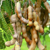 Sweet Tamarind Live Plant Sapling