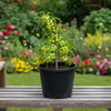 Indian Gooseberry Live Plant Sapling