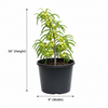 Indian Gooseberry Live Plant Sapling