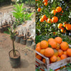 Thai Malta Mosambi Live Plant Sapling