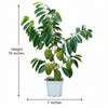 Lakshmanphal Live Plant Sapling
