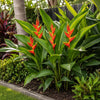 Red Heliconia Live Plant Sapling