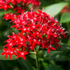 Pentas Live Plant Sapling