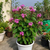Eranthemum – Purple Live Plant Sapling