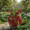 Trumpet Vine Plant Sapling