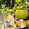 Pomelo Live Plant Sapling