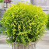 Golden Thuja Live Plant Sapling