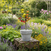 Wood Apple Live Plant Sapling