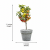 Wood Apple Live Plant Sapling