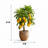Badami Mango Live Plant Sapling