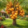 Orange Coconut Hybrid Live Plant Sapling