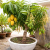 All-Time Mango Live Plant Sapling