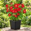 Red Machera Live Plant Sapling