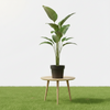 Calathea Lutea