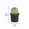 Cactus V8 indoor Plant