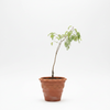 Sweet Tamarind Live Plant Sapling