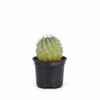 Cactus V8 indoor Plant