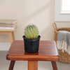 Cactus V8 indoor Plant