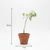 Sweet Tamarind Live Plant Sapling