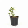 Variegated English Ivy Indoor Plant
