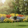 Calathea Lutea
