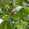 Honge Live Plant Sapling