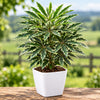 Black Aralia Live Plant Sapling