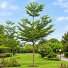 Terminalia Mantaly Live Plant Sapling