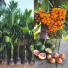 Arecanut Live Plant Sapling