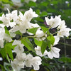 Multicolour Bougainvillea – White Live Plant Sapling