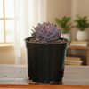 Echeveria Lilacina Succulent Indoor Plant