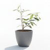 White Jamun Live Plant Sapling