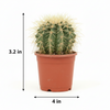 Drum cactus V4 Indoor Plants