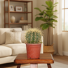 Drum cactus V4 Indoor Plants