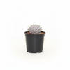 Echeveria Lilacina Succulent Indoor Plant