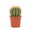 Drum cactus V4 Indoor Plants