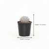 Echeveria Lilacina Succulent Indoor Plant