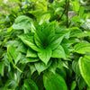 Betel leaf Plant
