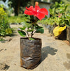 Hibiscus Live Plant Sapling