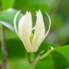 Alba Live Plant Sapling