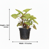 Syngnoium black 6 pot