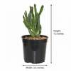 Gollum Jade Succulent Indoor Plant