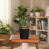 Gollum Jade Succulent Indoor Plant