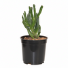 Gollum Jade Succulent Indoor Plant