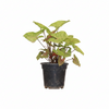 Syngnoium black 6 pot