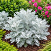 Silver Dust Live Plant Sapling