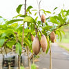 Banana Chiku Live Plant Sapling
