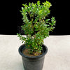 Boxwood Live Plant Sapling